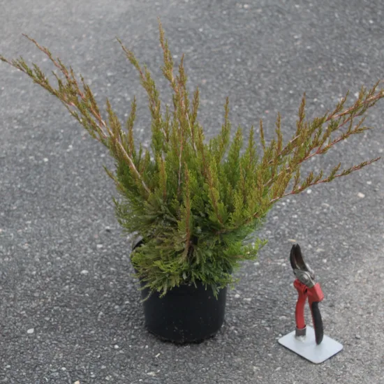 Genévrier 'Mint julep'