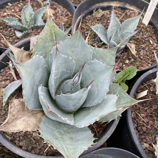 Agave  parrasana