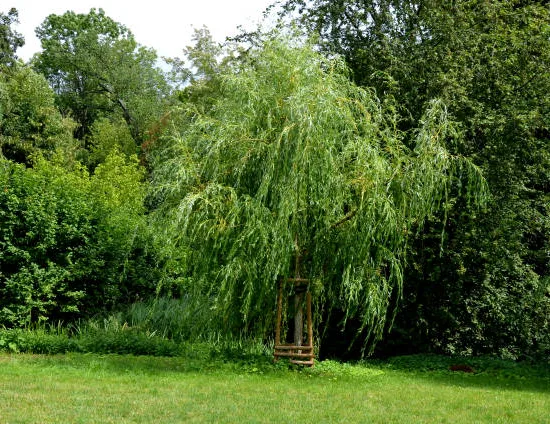 Saule pourpre pleureur 'Pendula'