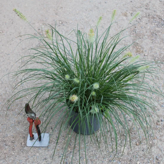 Herbe aux écouvillons