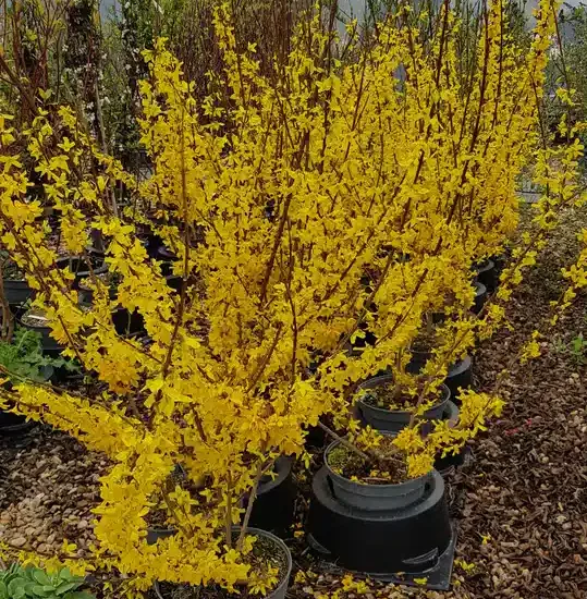 Forsythia 'Lynwood gold'