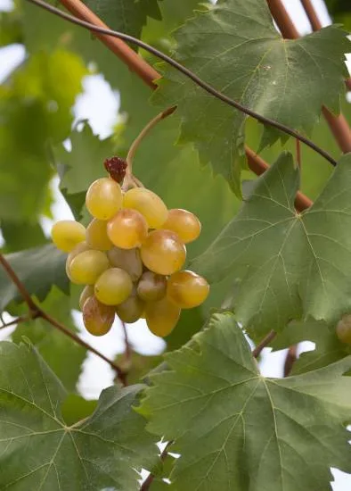Vigne 'De table chasselas fontainebleau'