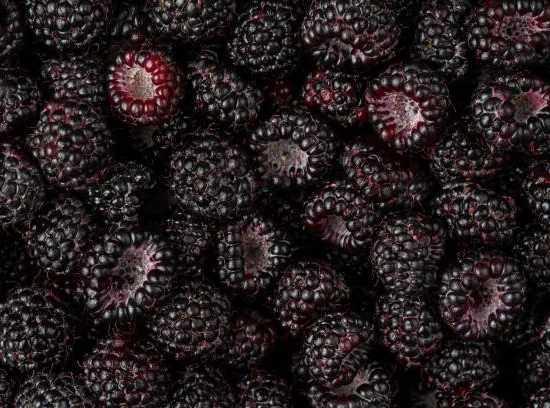 Framboisier 'Black jewel'