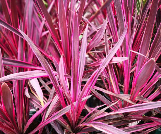 Cordyline australienne violette à bordure rose