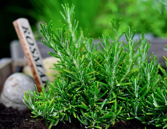 Rosmarinus officinalis
