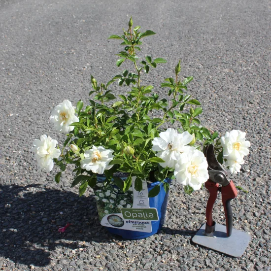 Rosier 'Opalia noaschnee '