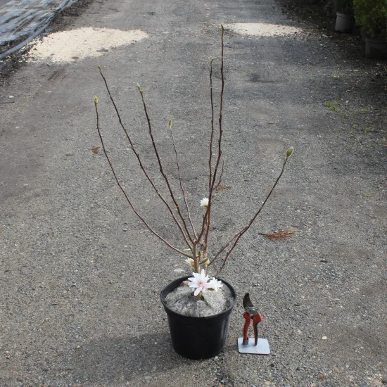Magnolia étoilé