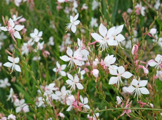 Gaura 'Nova'