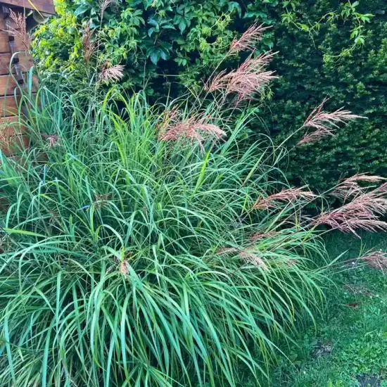Miscanthus 'Miscanvert'