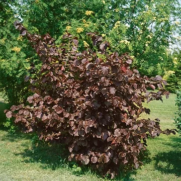 Noisetier pourpre 'Purpurea'