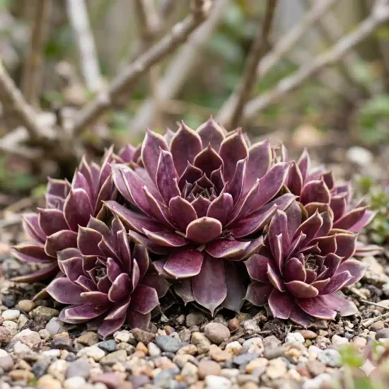 Joubarbe 'Coconut crystal'