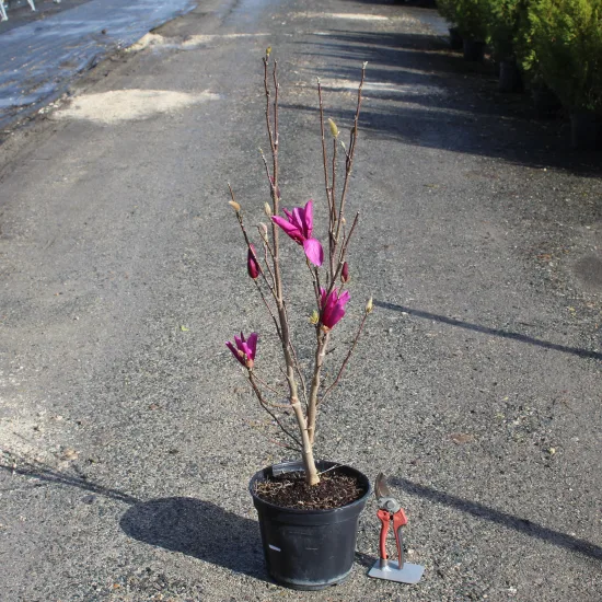 Magnolia 'Susan'
