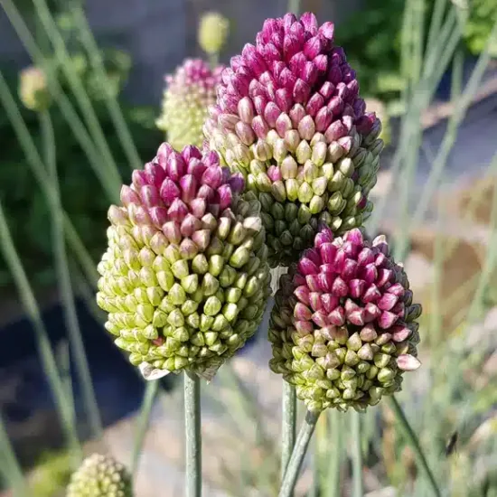 Ail à tête ronde ' '