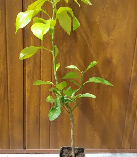 Pomelos 'Rose'
