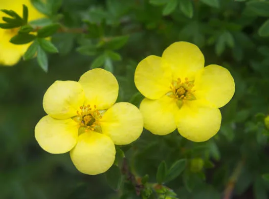 Potentille 'Double punch gold'