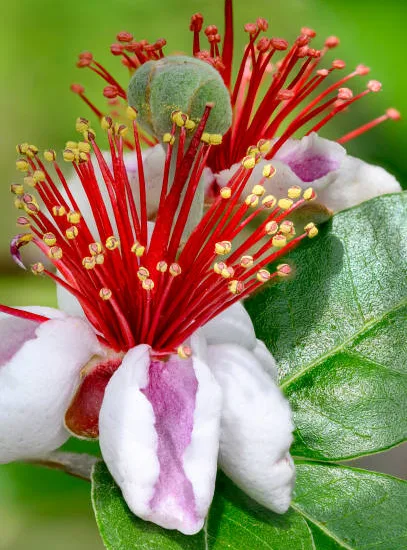 Feijoa 'Apollo'