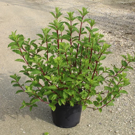 Hortensia paniculé 'Fraise melba'