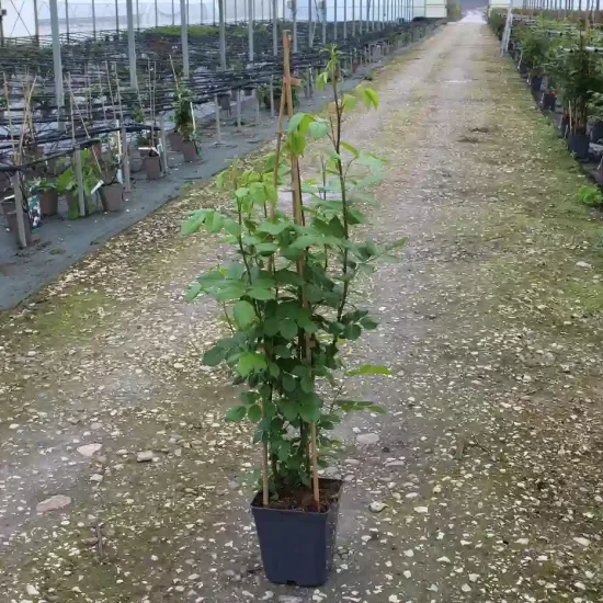 Rosier 'Volare '