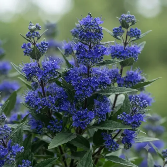 Barbe-bleue 'Beyond midnight'