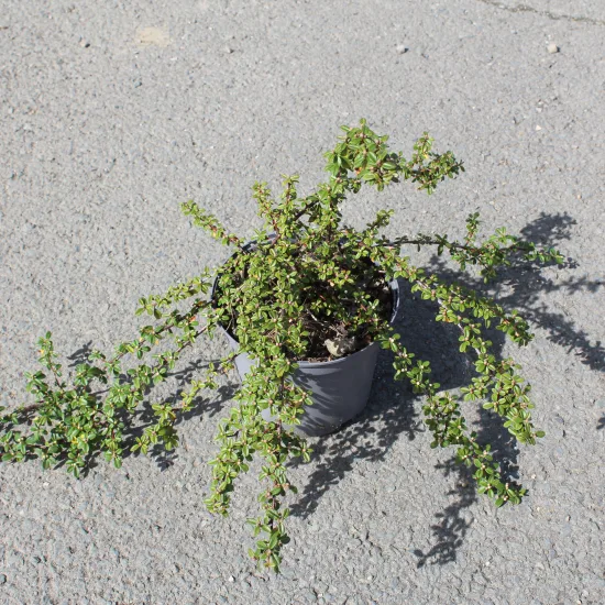 Cotonéaster 'Skogholm'