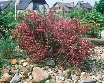 Genêt 'Hollandia'