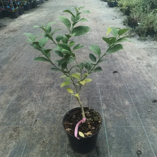 Lime 'Karna kattha'