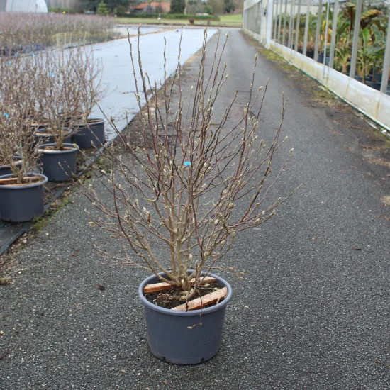 Magnolia étoilé