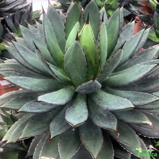 Agave isthmensis x filifera