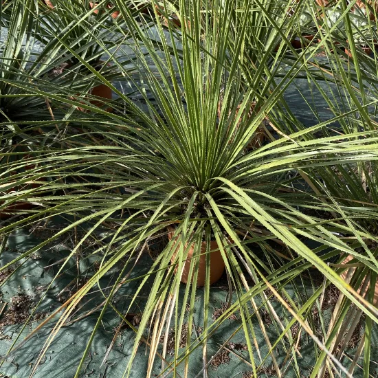 Dasylirion  leiophyllum