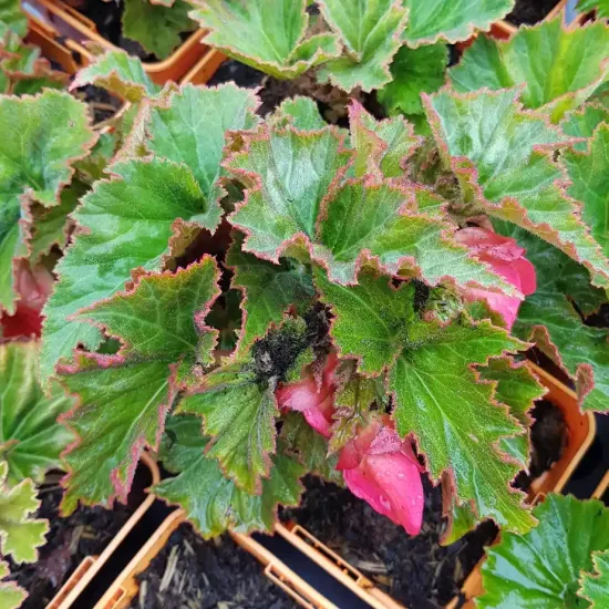 Bégonia parfumée 'Pink delight'