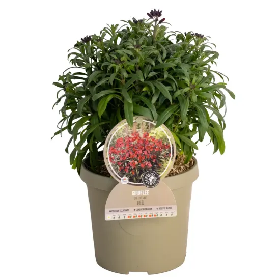 Erysimum 'Red'