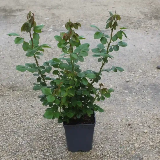 Rosier 'Ketchup mustard '