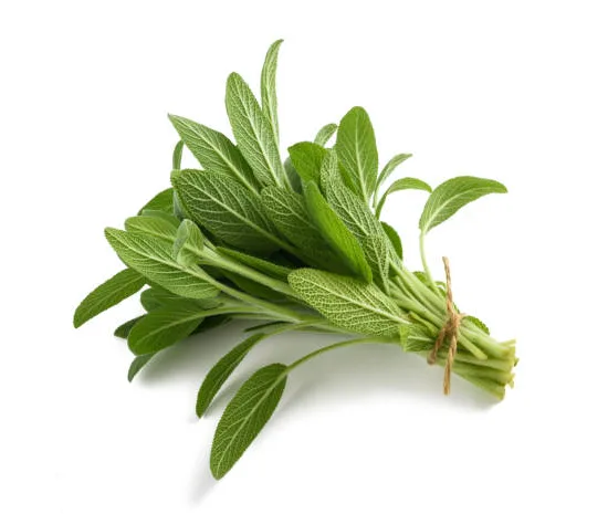 Sauge officinale