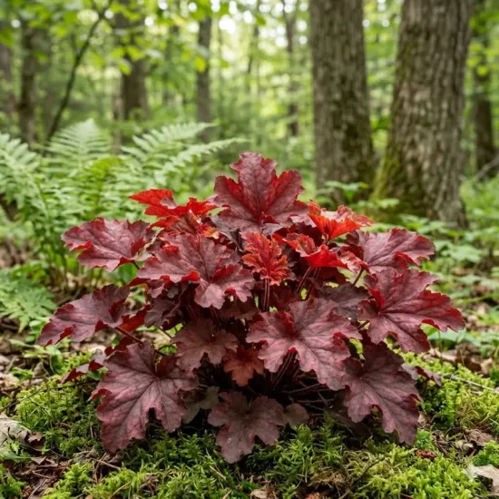 Heuchères 'Melting fire'