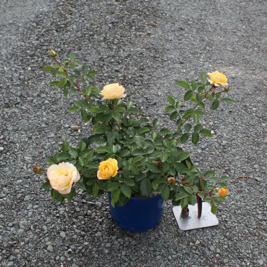 Rosier 'Soleya  jaune '