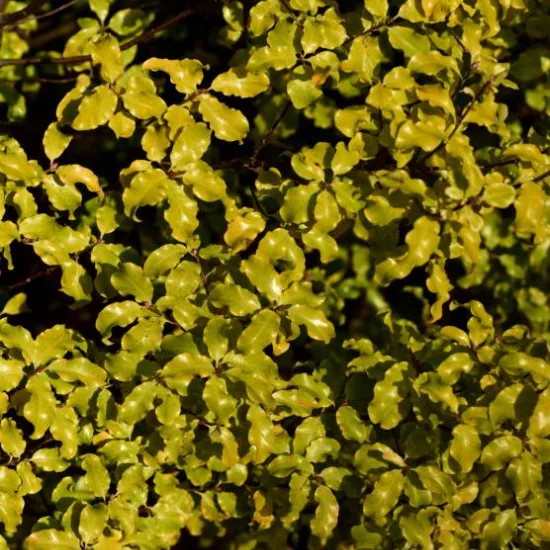 Pittospore 'Abbotsbury gold'