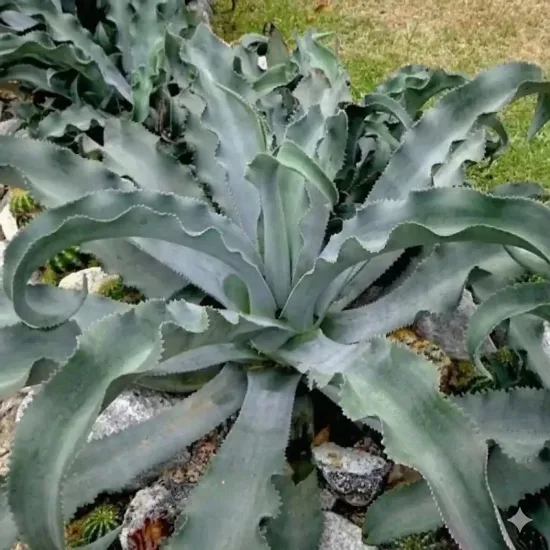Agave gypsophila