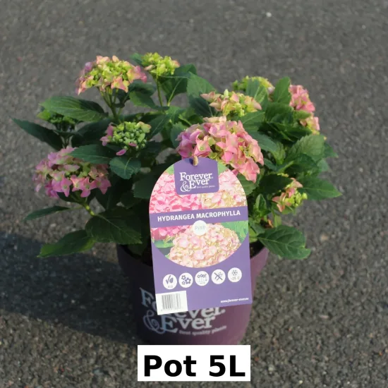 Hortensia 'Forever and ever rose'
