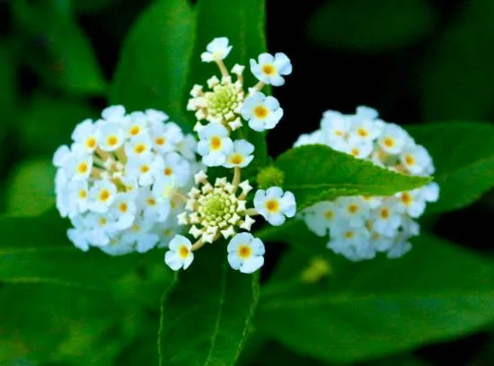 Lantanier blanc