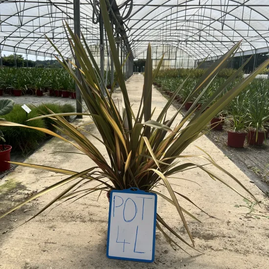 Phormium 'Pink flamingo'