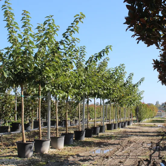 Mûrier platane sans fruit — Pot 90L Tige 18/20