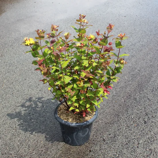 Millepertuis 'Magical flame'