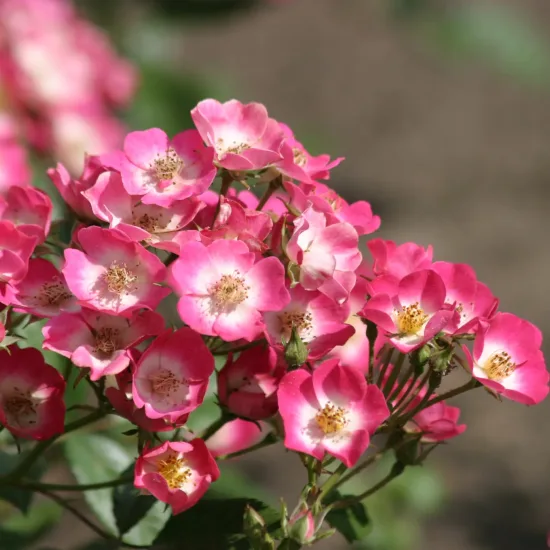 Rosier 'Bicolore vissegam'