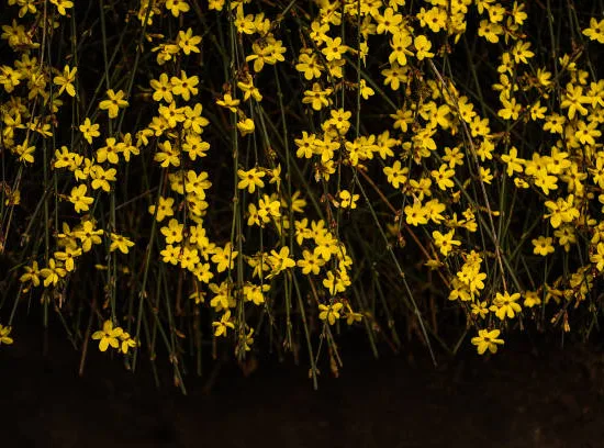 Jasmin d'hiver