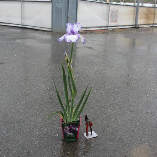 Iris d'allemagne 'Autumn circus bleu'