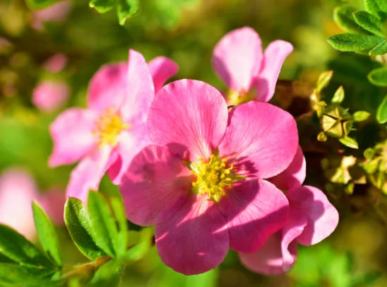Potentille 'Pink paradise'
