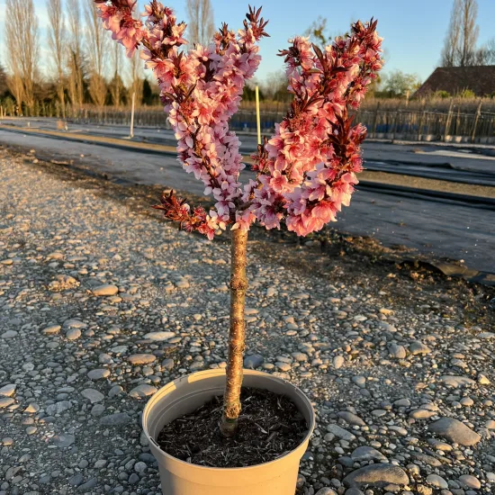 Pêcher 'Crimson'