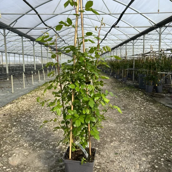 Rosier 'Volare '
