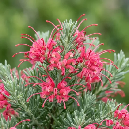Grevillea 'Mount tamboritha'