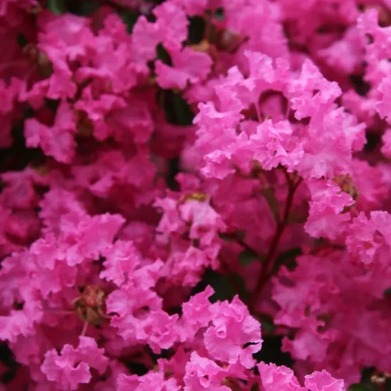 Lilas des indes 'La mousson'